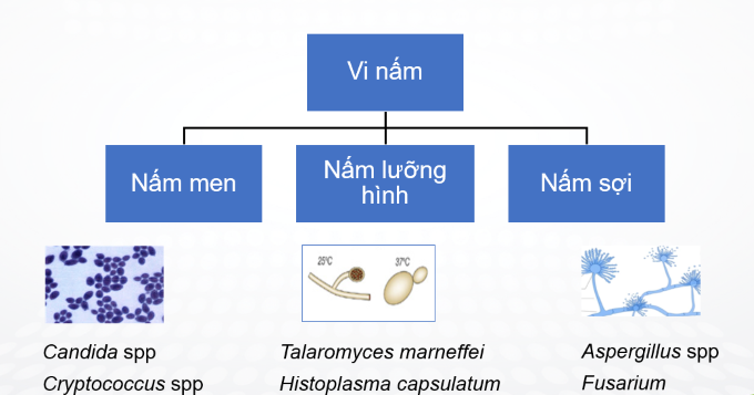 Chẩn Đoán Nhiễm Nấm Xâm Lấn: Sử Dụng và Phiên Giải Kết Quả Vi Sinh